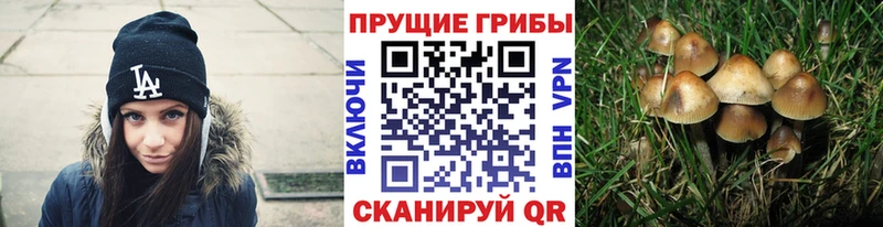 Галлюциногенные грибы Magic Shrooms  купить наркотики цена  Волгодонск 